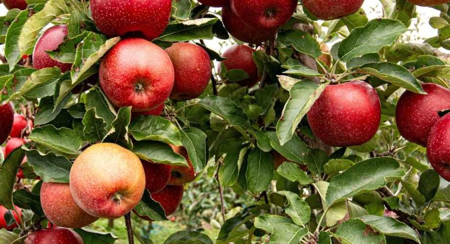 Apple & Pumpkin Picking Spots in the Hudson Valley Featured Image