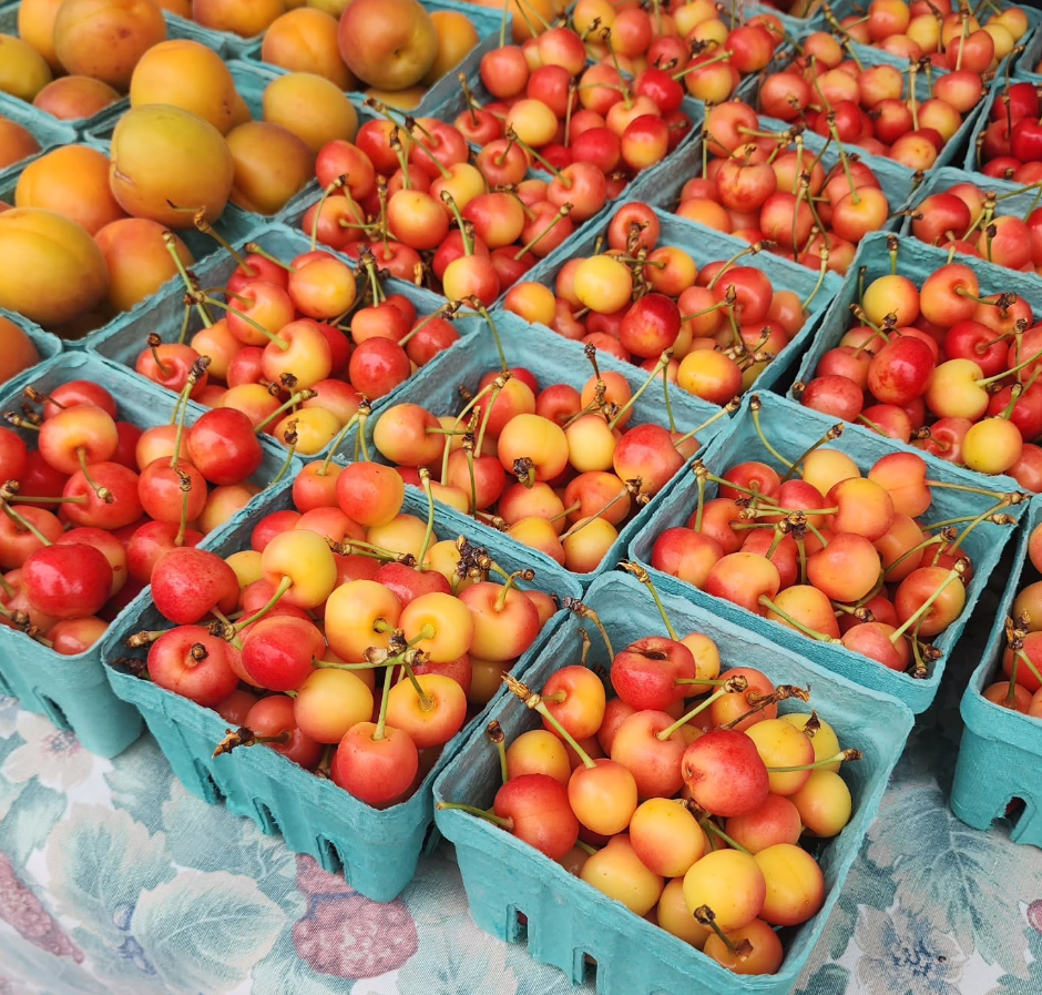 Cherries at Kingston Farmers Market
