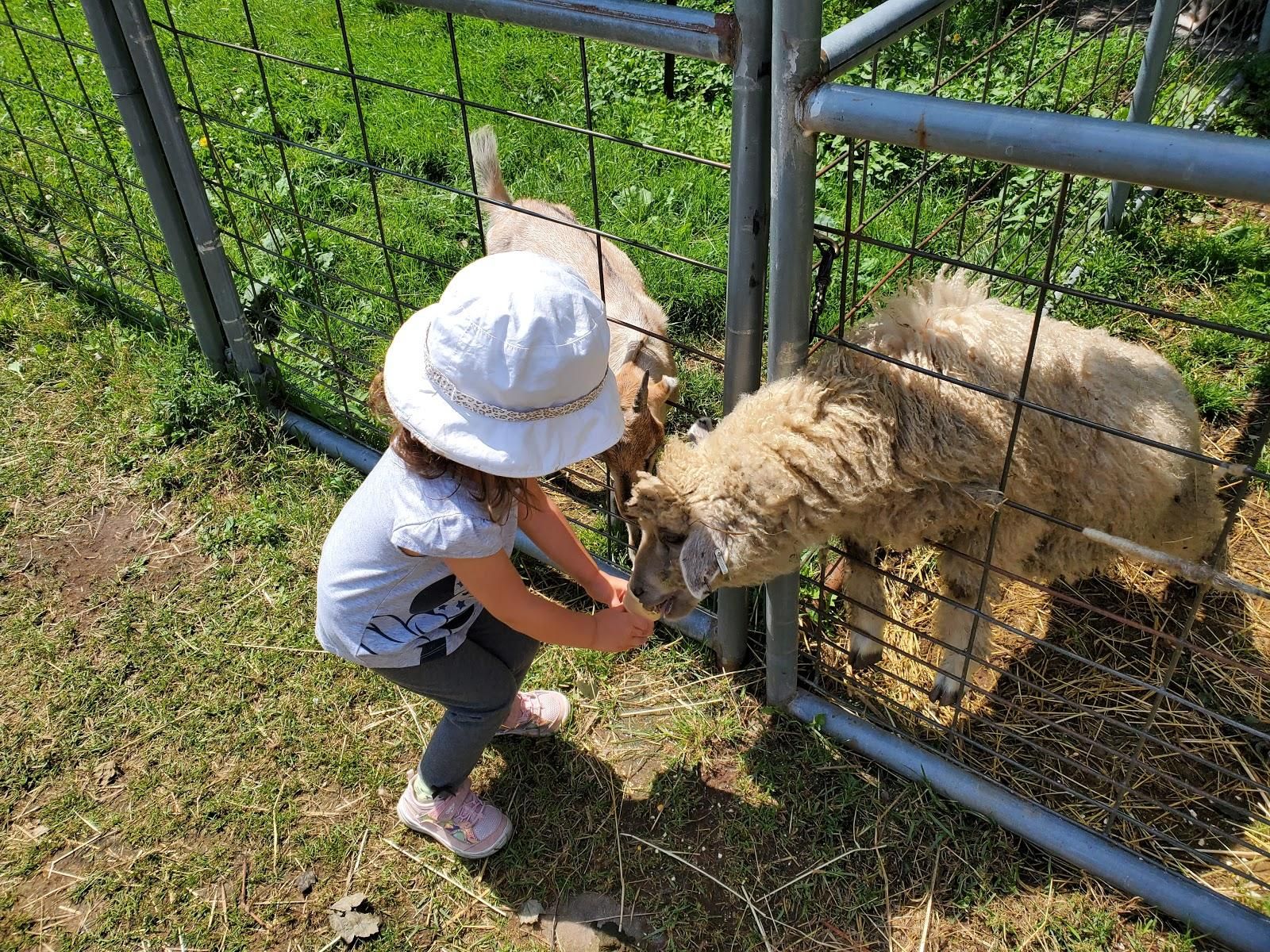 The Petting Zoo at Breezeway Farm Image