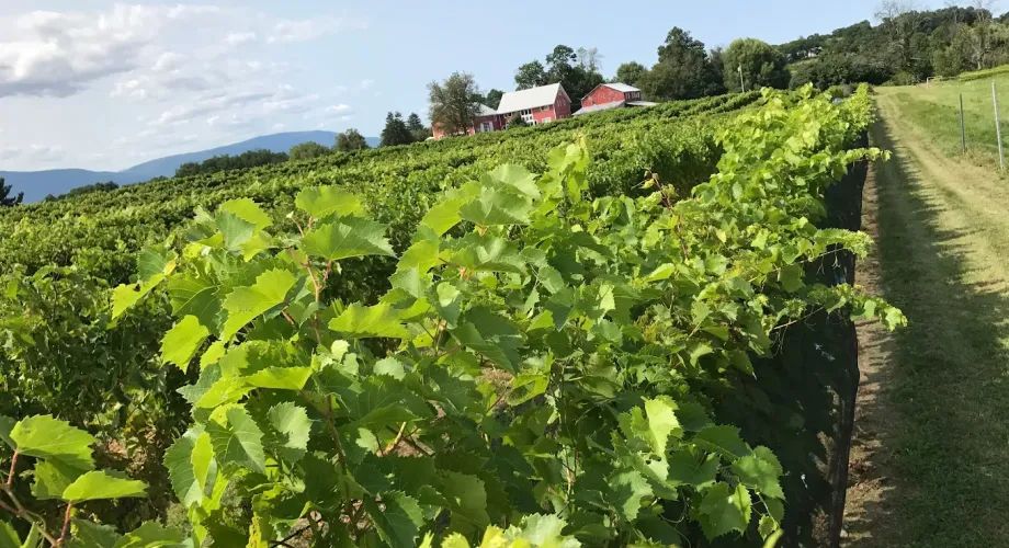 Everything to Explore While You’re Calling Elizaville Home Featured Image