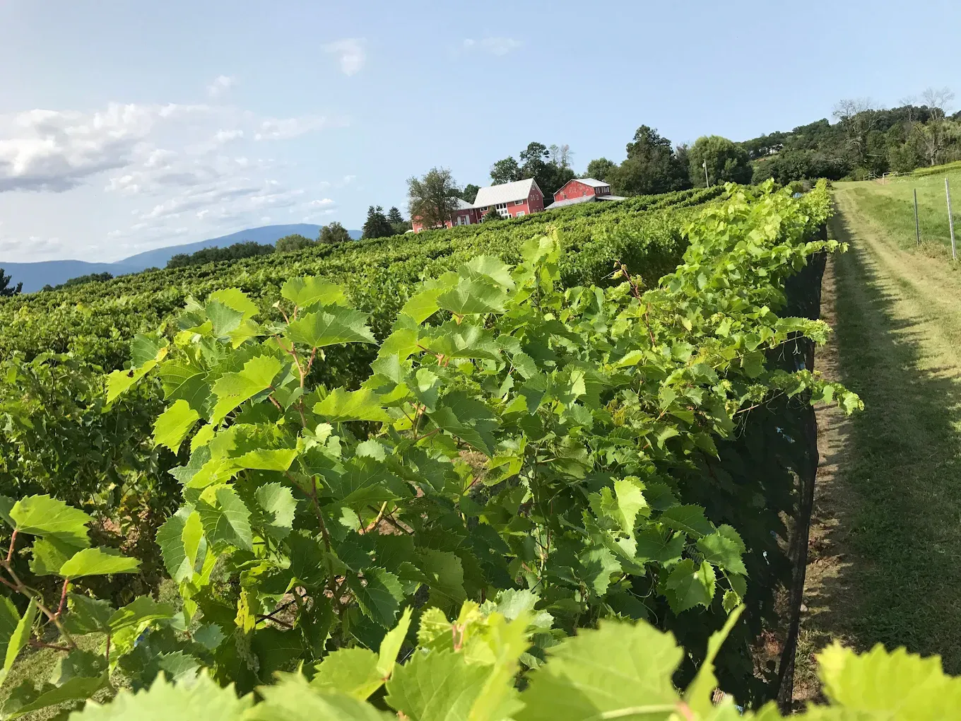 Clermont Vineyards wine vines