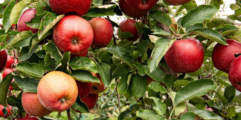 Apple & Pumpkin Picking Spots in the Hudson Valley