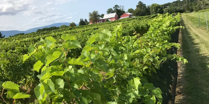 Everything to Explore While You’re Calling Elizaville Home