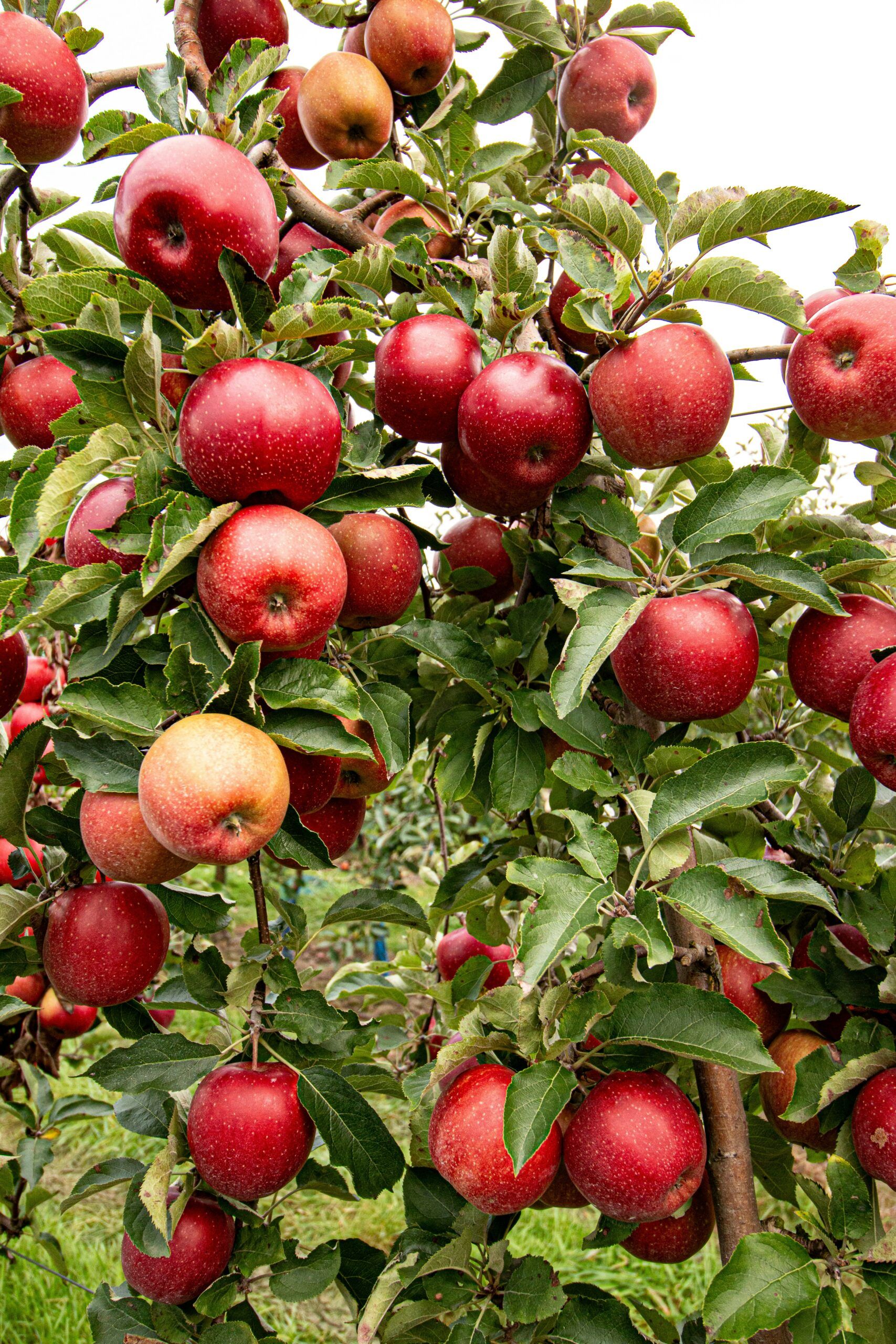 apple picking in the hudson valley