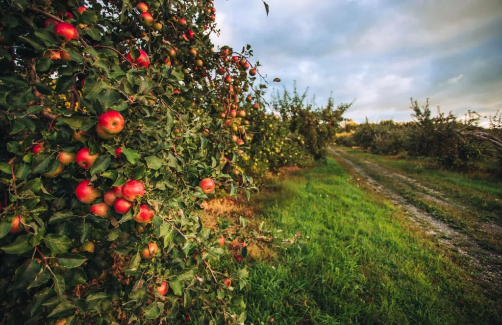 picture of apple trees 