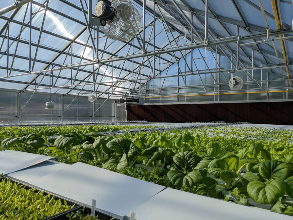 Inside hydroponic farm 
