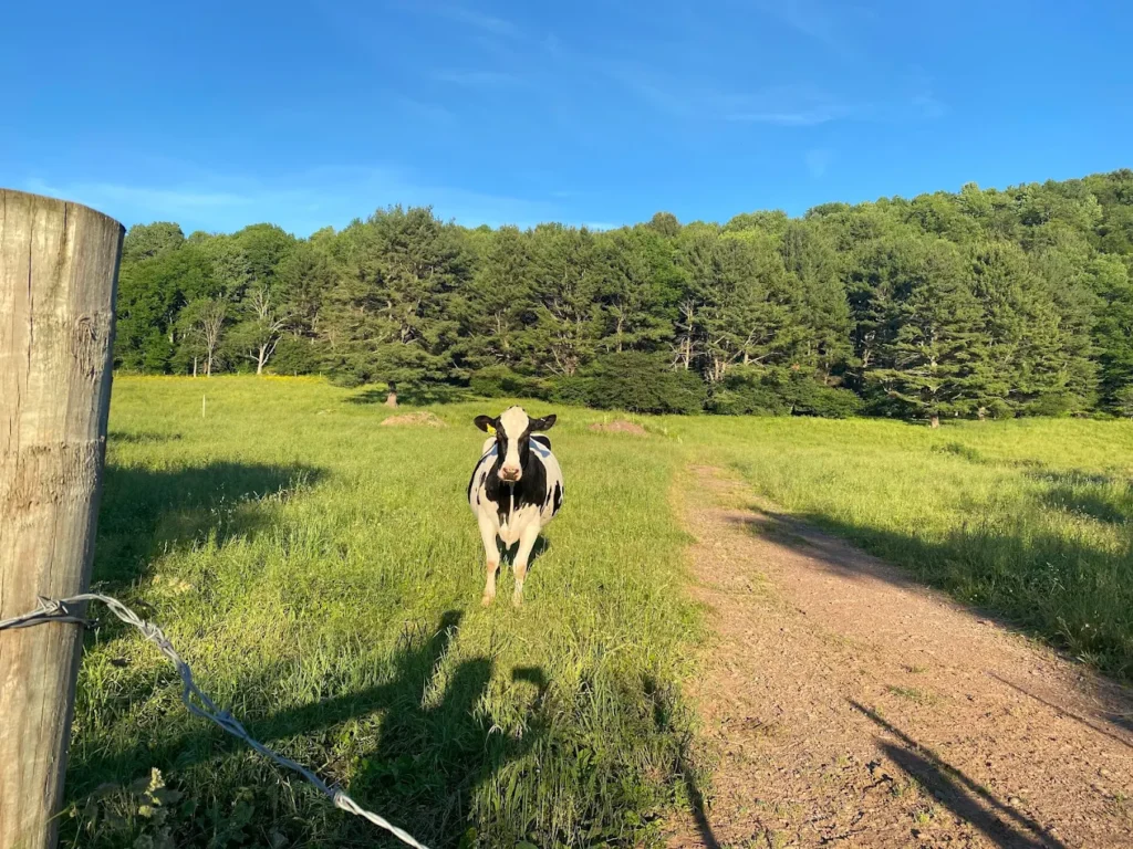 upstate dairy cow