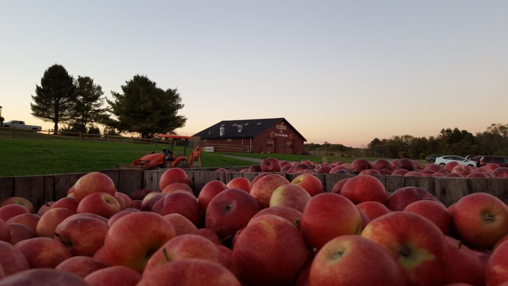 Pick your own apples, cider, woodfired pizza, tasting room hudson valley 